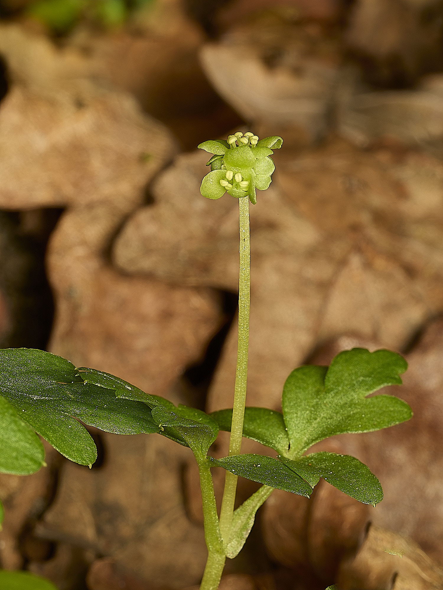 AlderfordCommonAdoxa250326-4