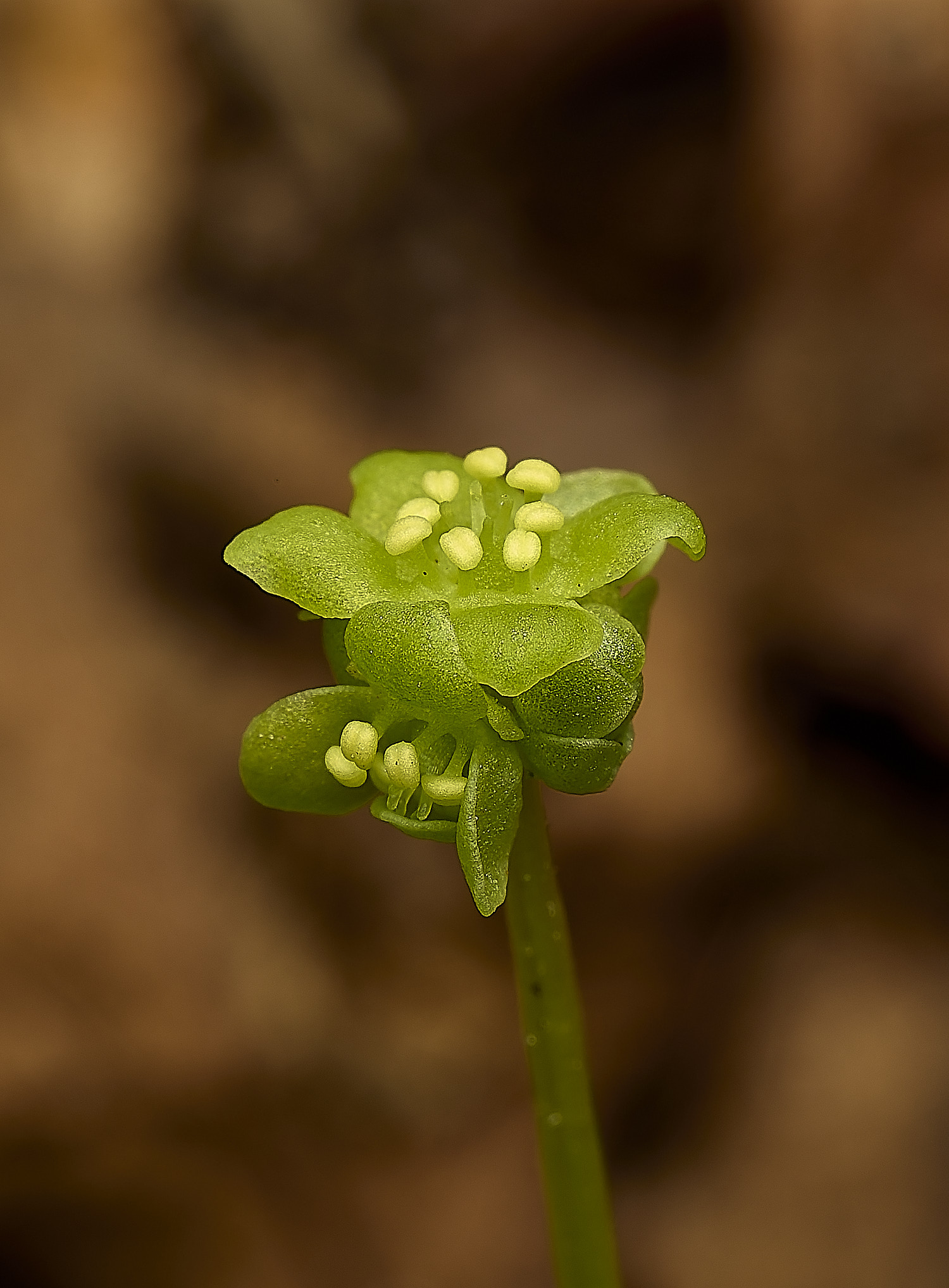 AlderfordCommonAdoxa250326-1