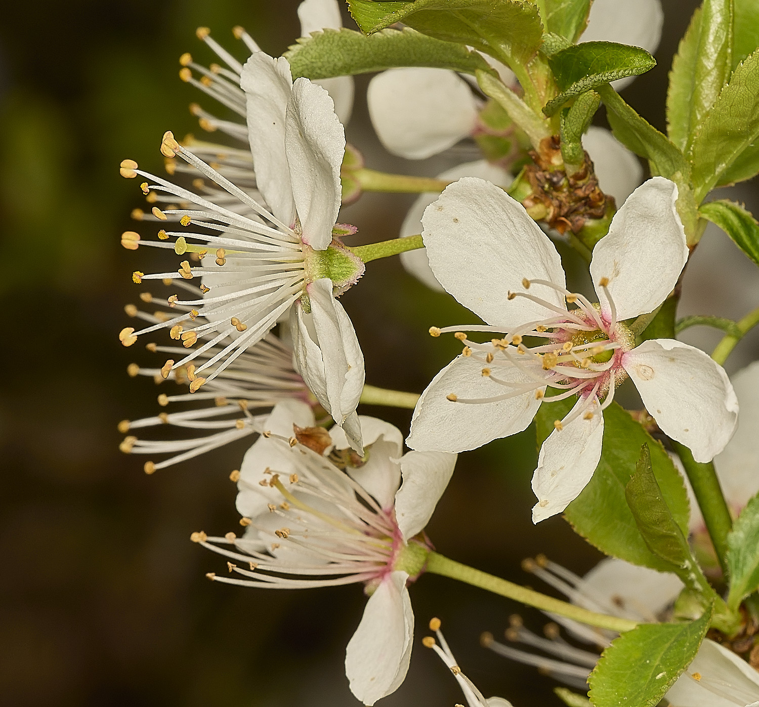 AlderfordCommonBirdCherry250326-1