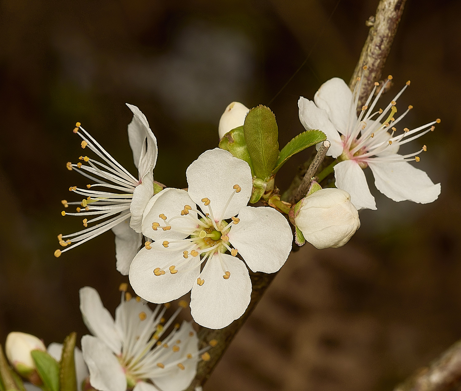 AlderfordCommonBirdCherry250326-2