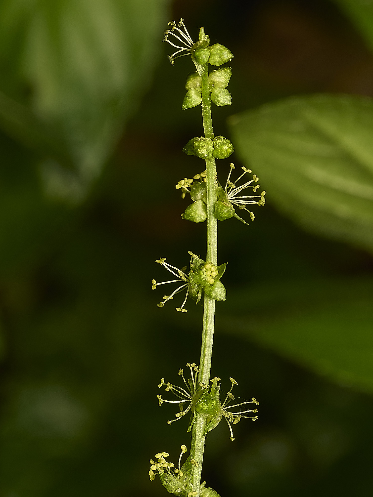 AlderfordCommonDog'sMercury250326-1