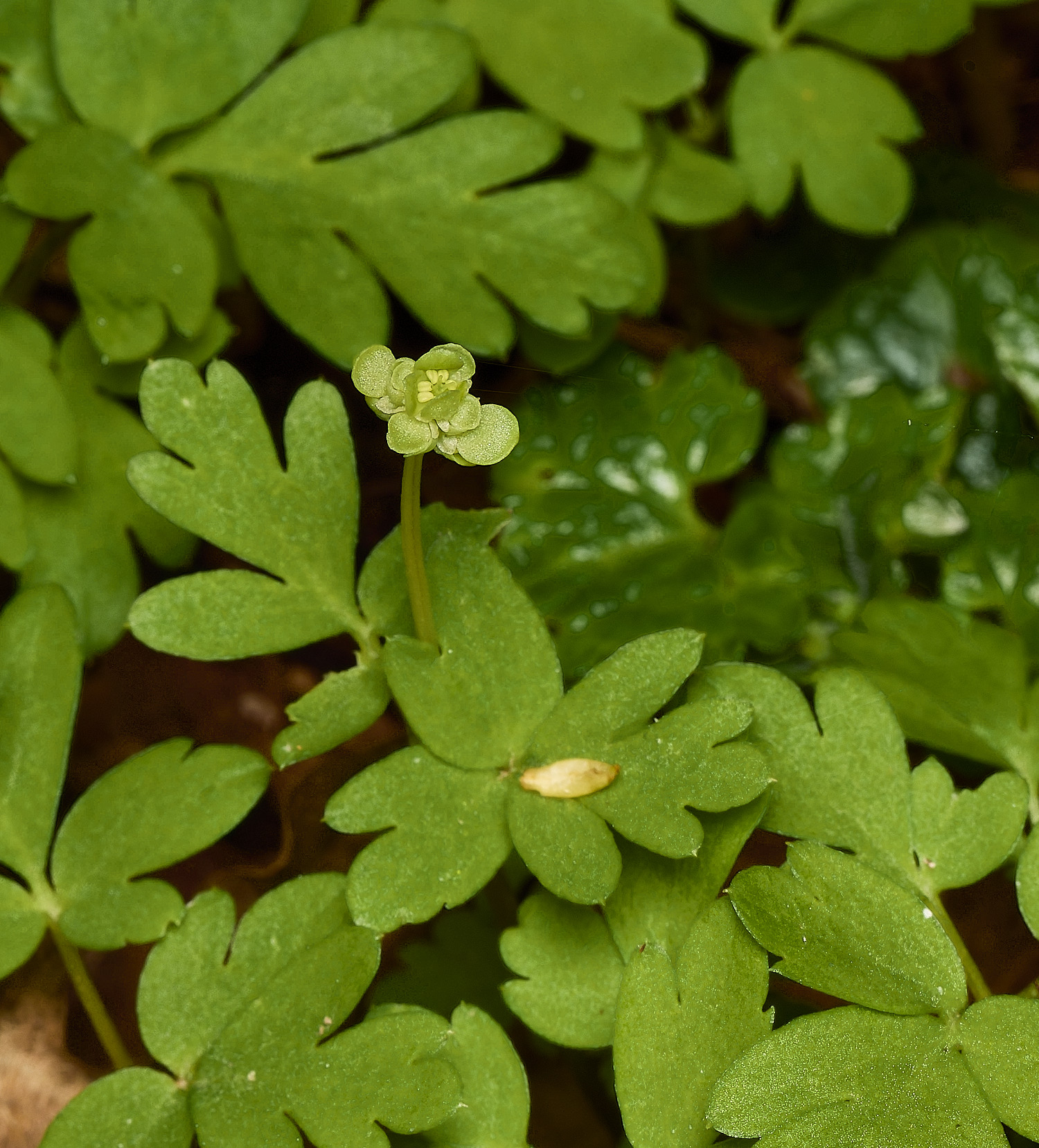 AlderfordCommonDog'sMercury250326-2a
