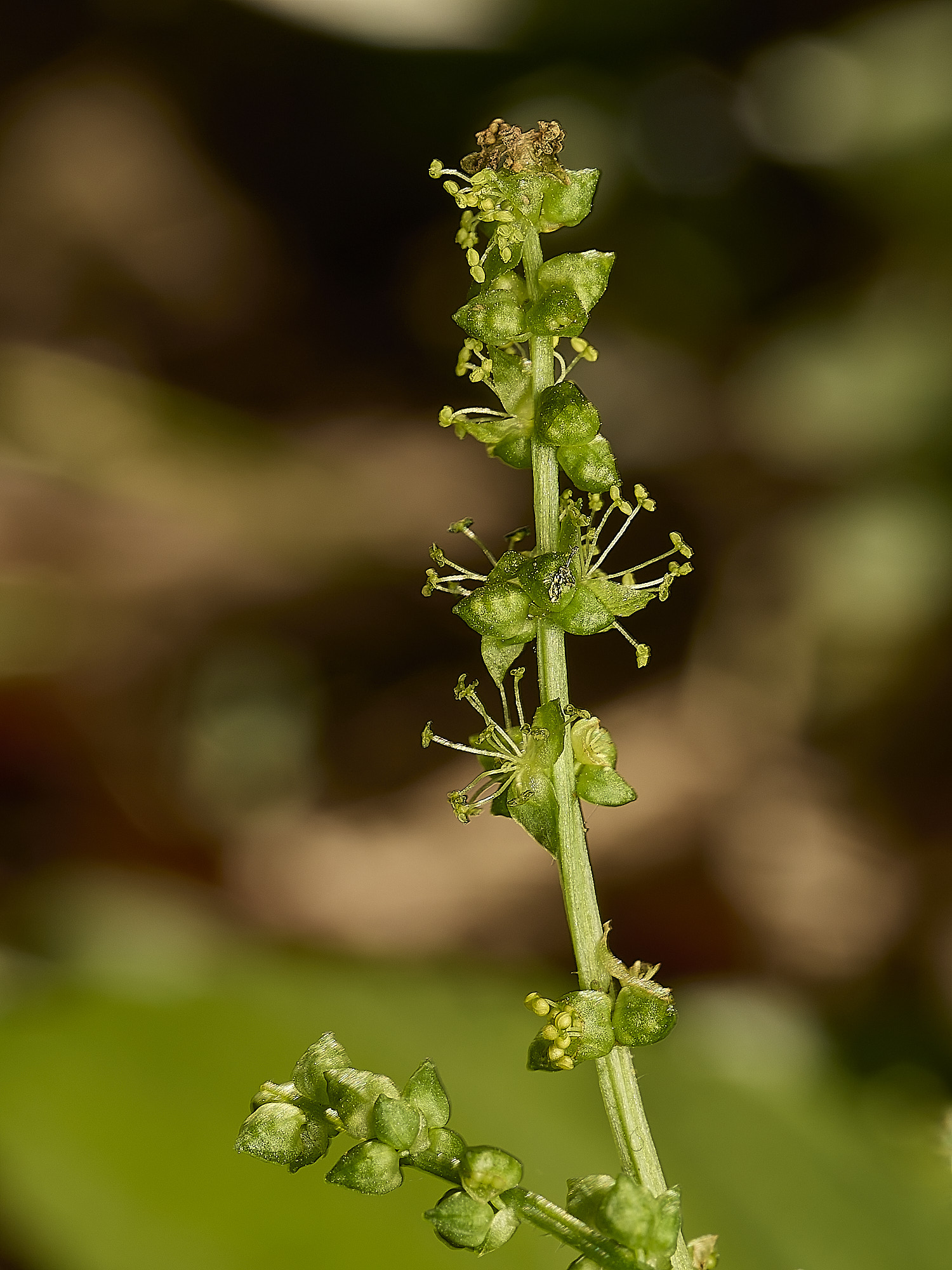 AlderfordCommonDog'sMercury250326-3