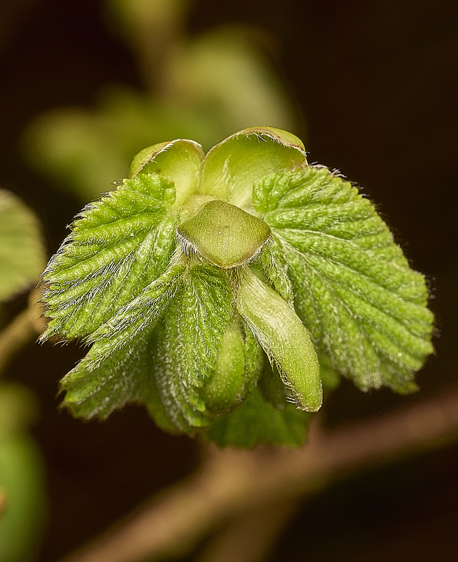 AlderfordCommonHazel250326-3