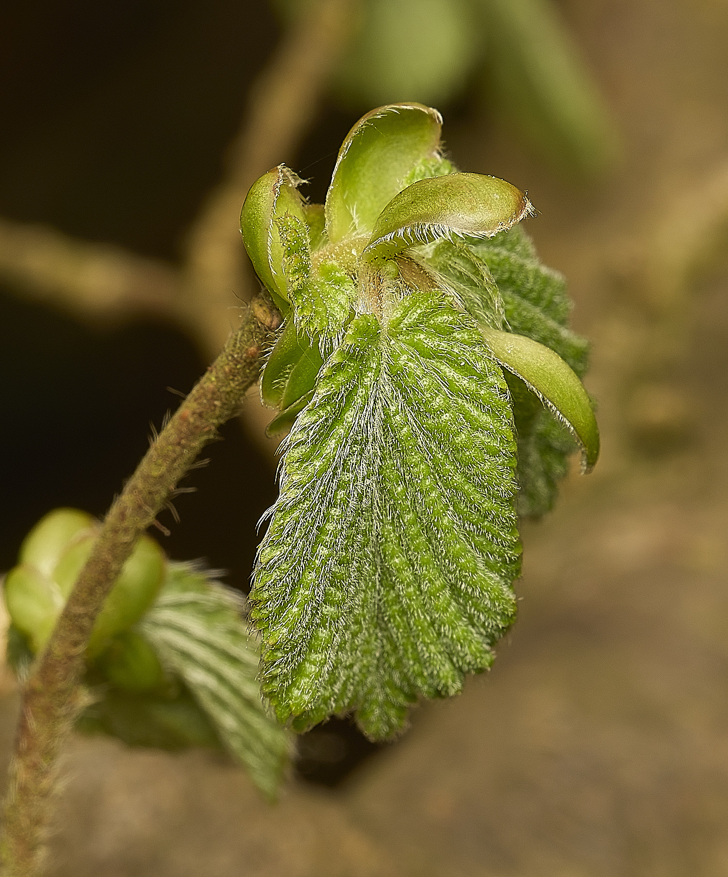 AlderfordCommonHazel250326-4