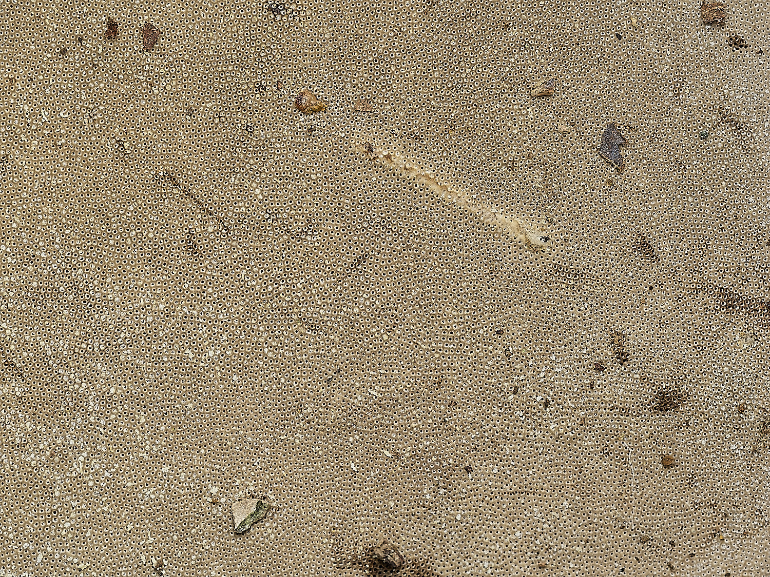 AlderfordCommonHoofFungus2250326-2