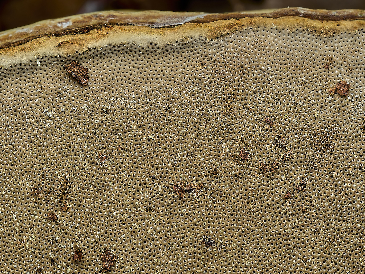 AlderfordCommonHoofFungus2250326-3