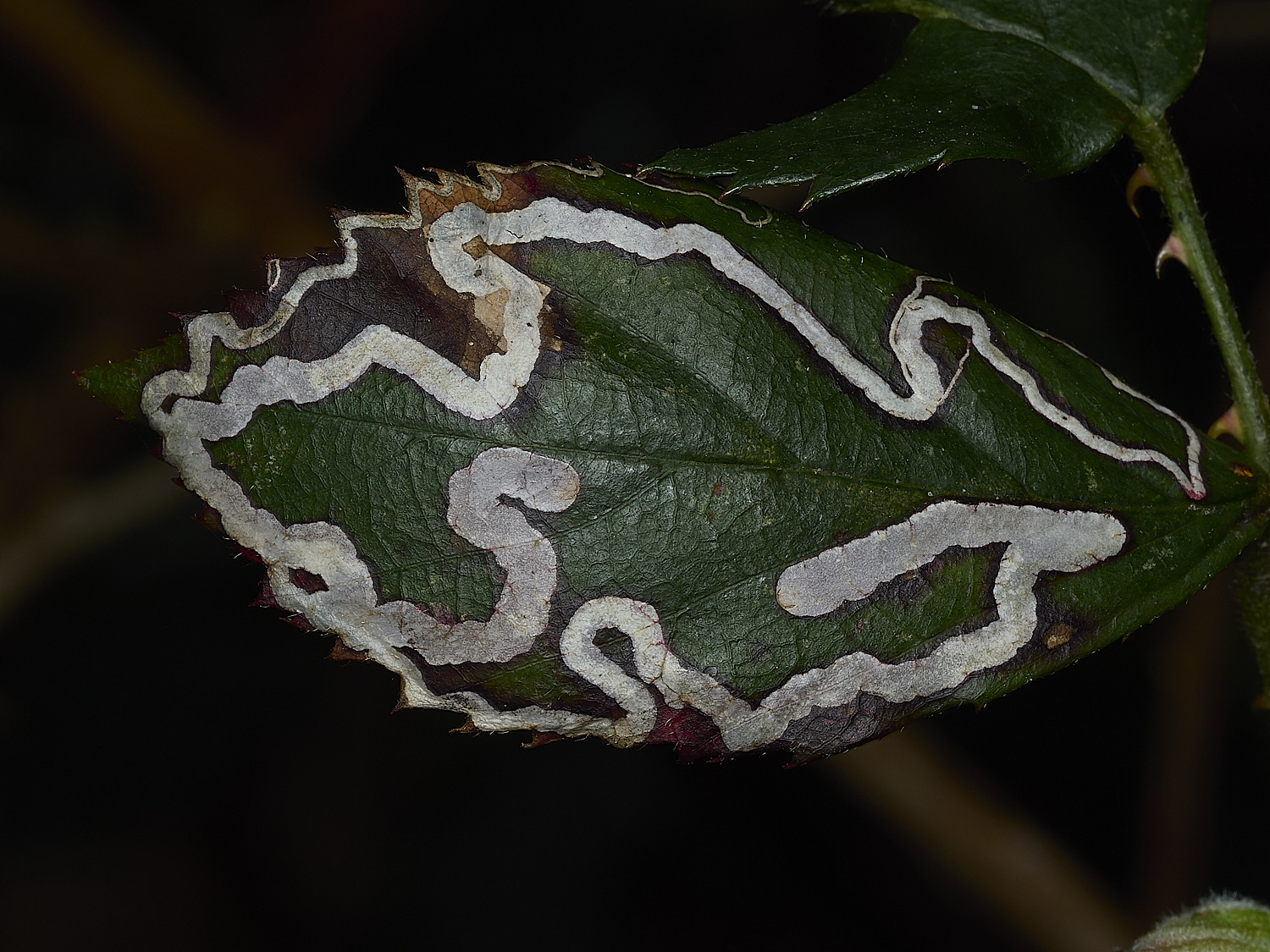 AlderfordCommonMine1250326-3