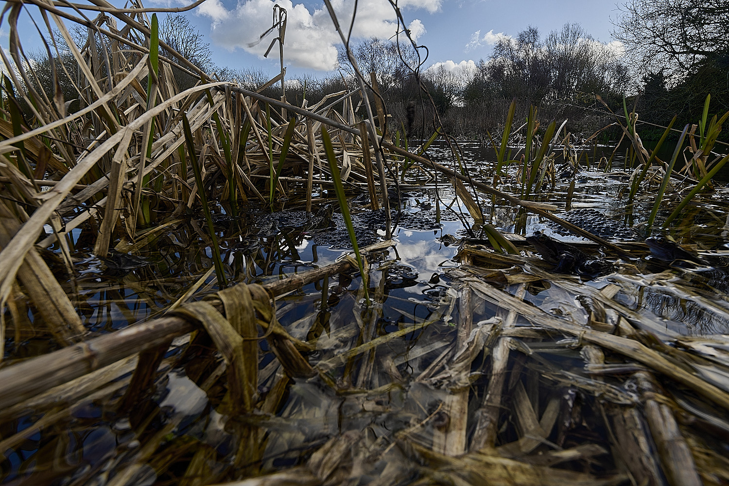 BeestonCommon1103026-3