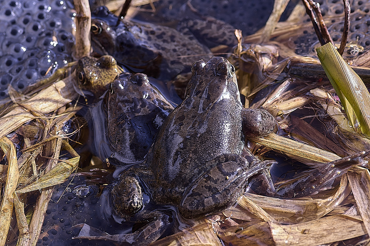 BeestonCommonFrog110326-5
