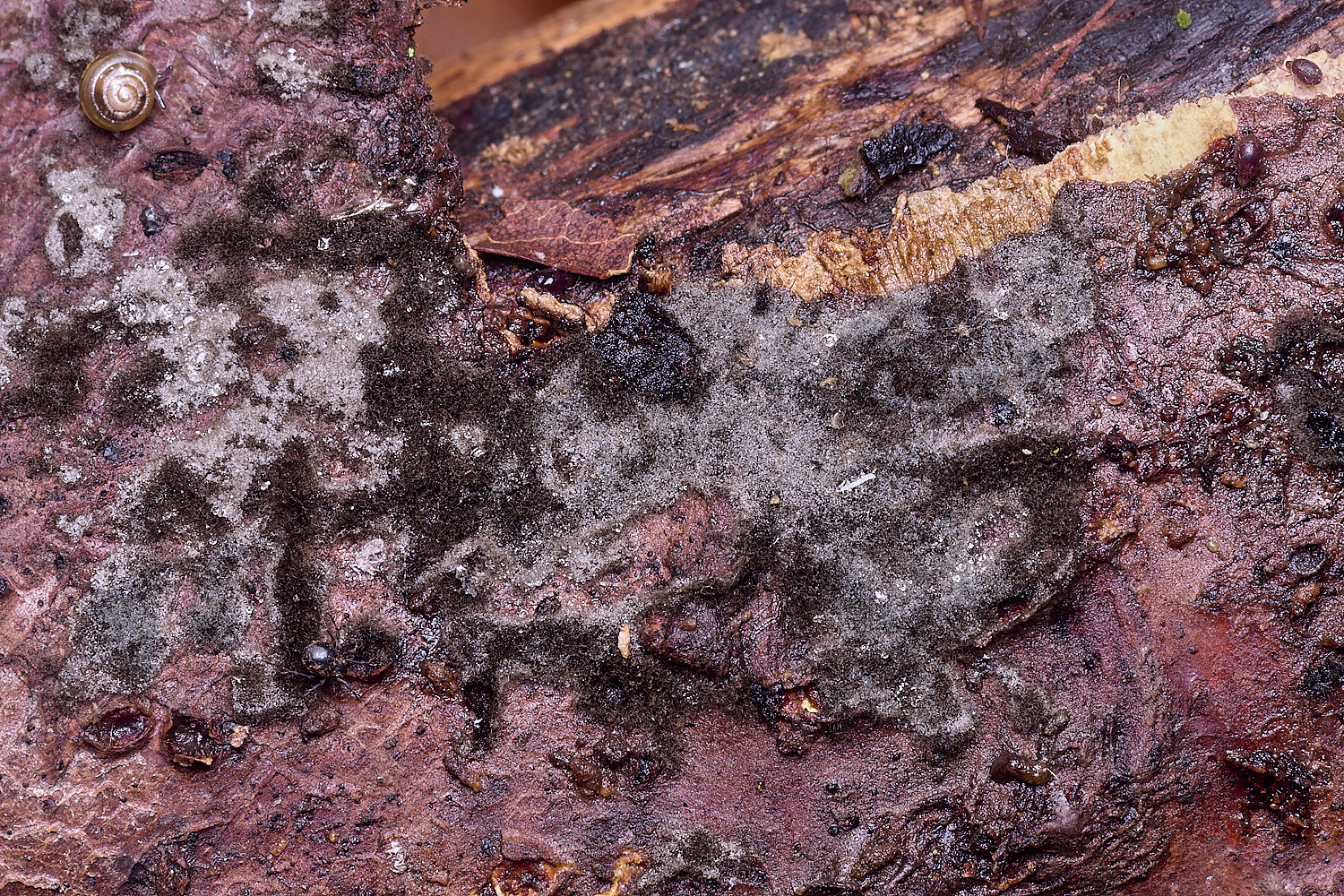 BlicklingCacumisporiumcapitulatum040326-1