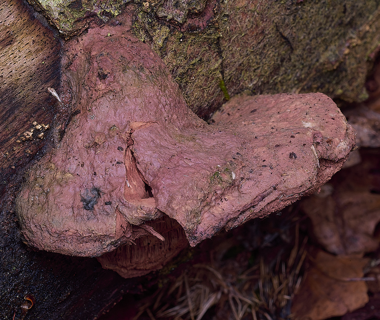 BlicklingCinnamonbracket040326-2