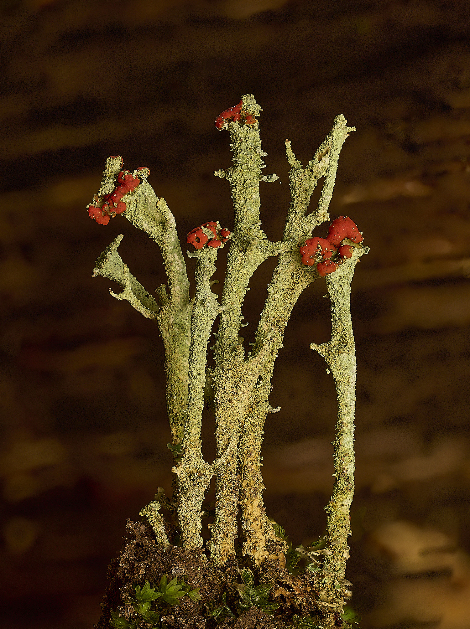 BlicklingCladoniaSp040326-4