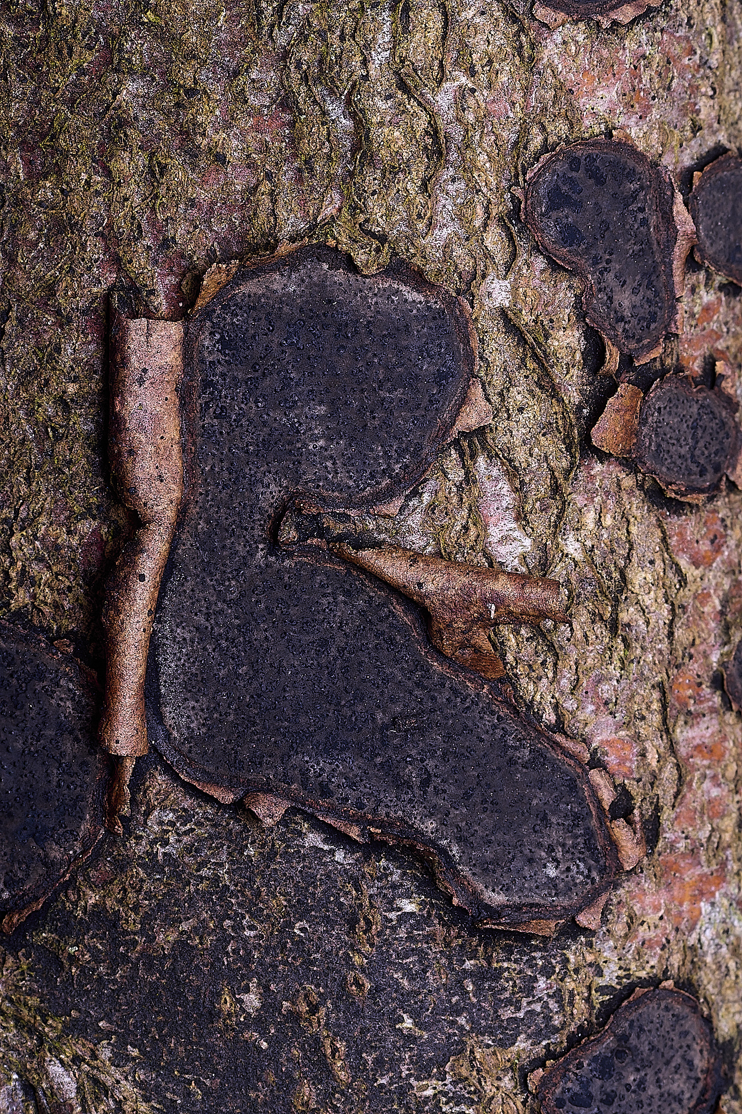 BlicklingCommonTarCrust040326-3