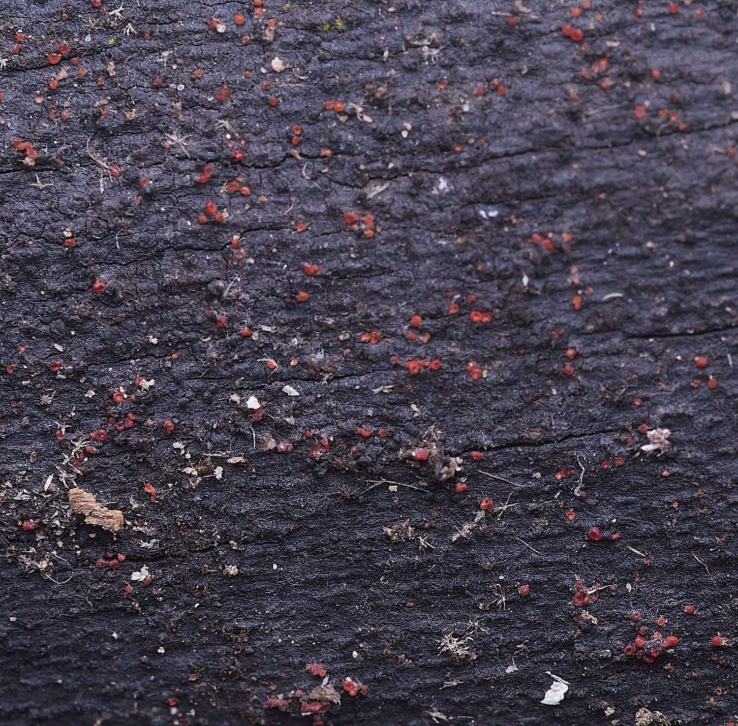 BlicklingDialonectriaepishpaeria040326-1