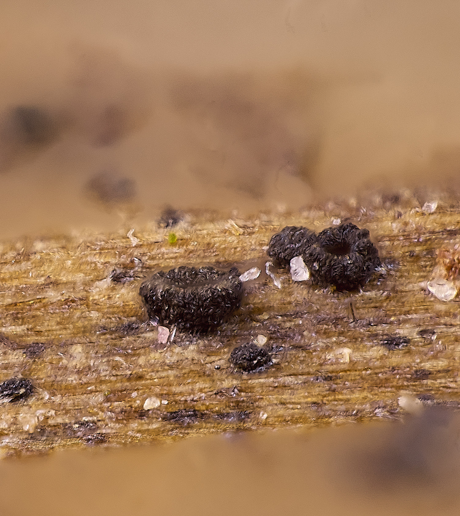 BlicklingDigitalis040326-1 2