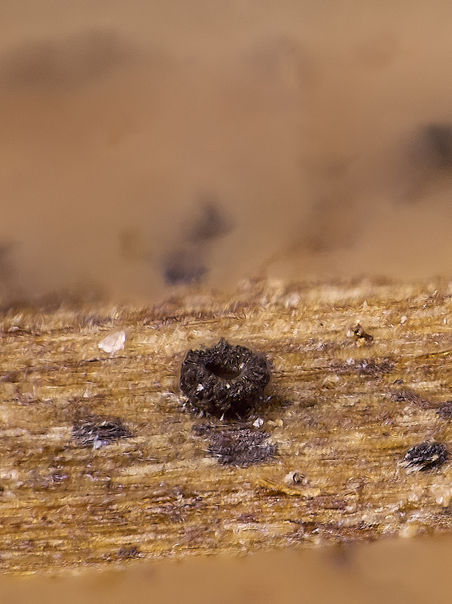 BlicklingDigitalis040326-1 3