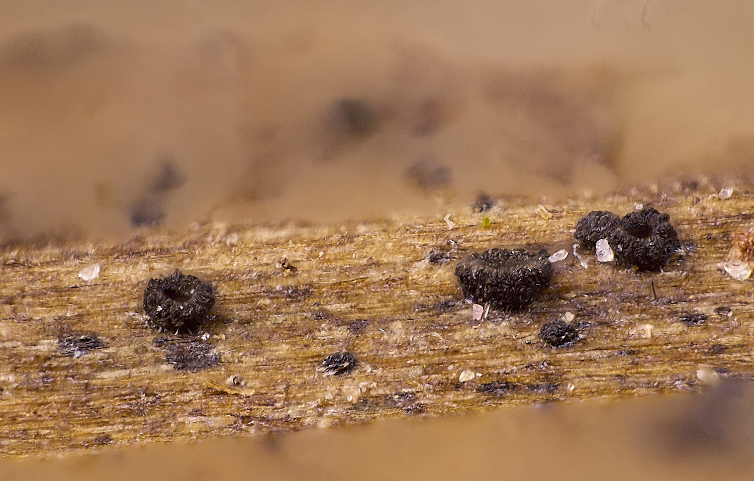 BlicklingDigitalis040326-1