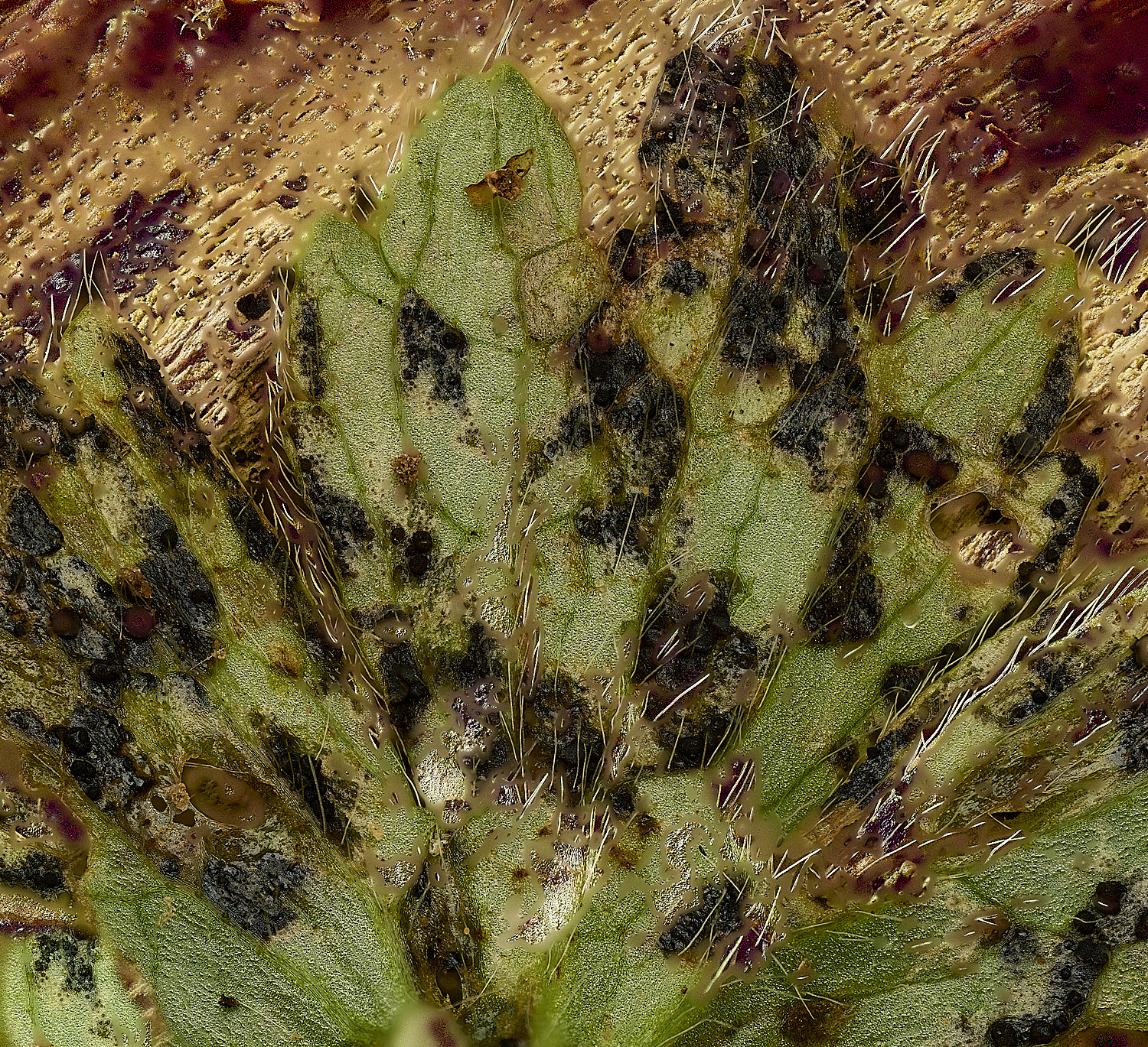 BlicklingDiscoranunculi040326-1