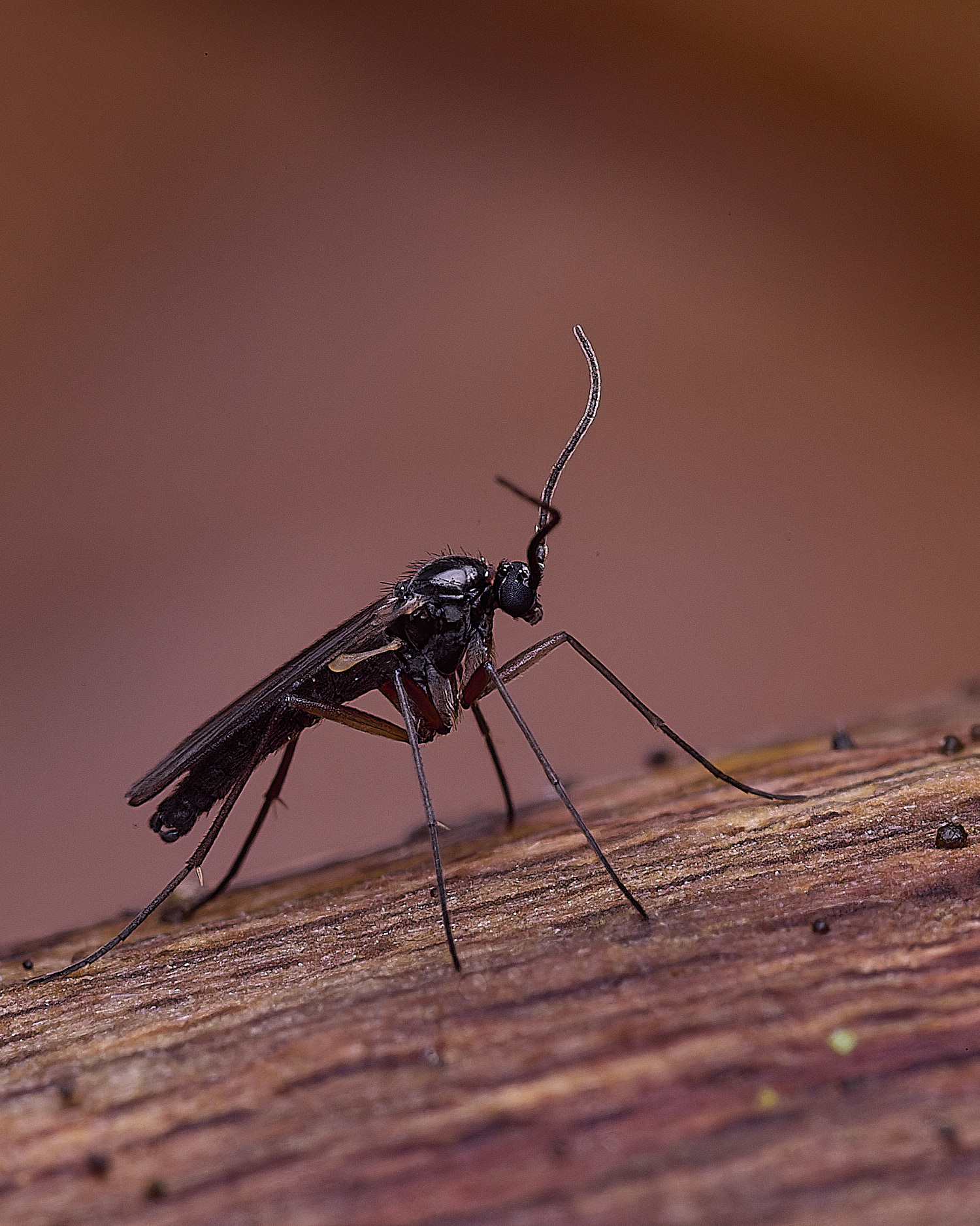 BlicklingFlySP040326- 1