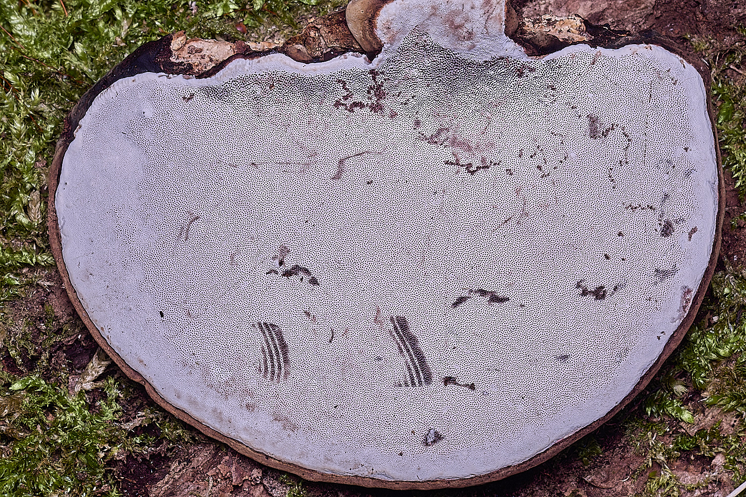 BlicklingGanoderma040326-3