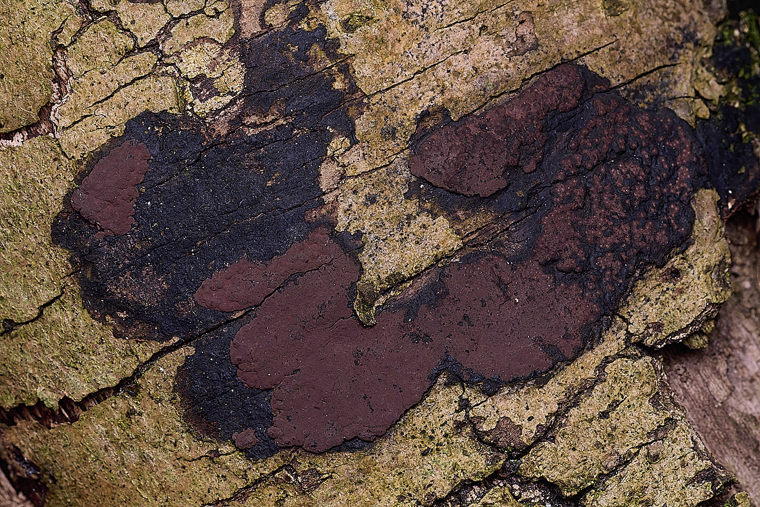 BlicklingHypoxylonpetriniae040326-1