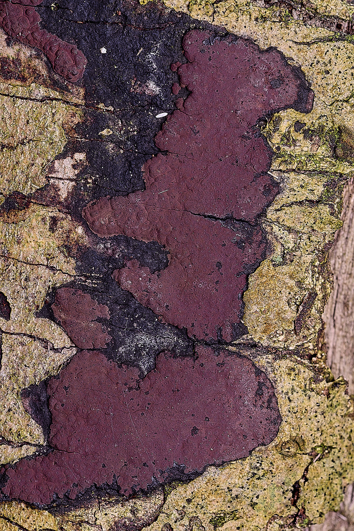 BlicklingHypoxylonpetriniae040326-2