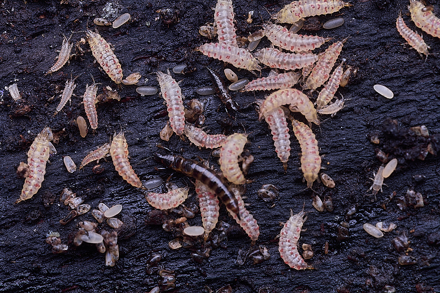 BlicklingLarva?040326-2