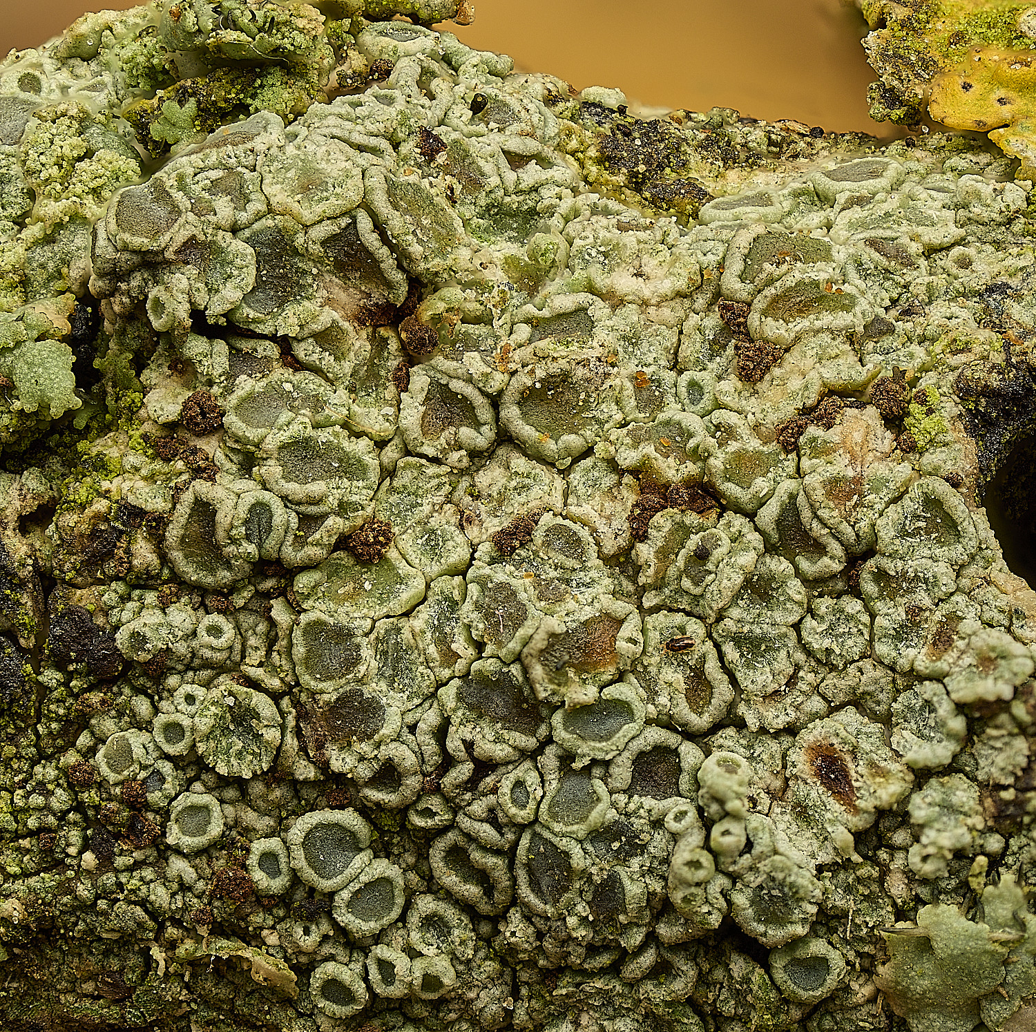 BlicklingLFLecanorahybocarpa040326-1