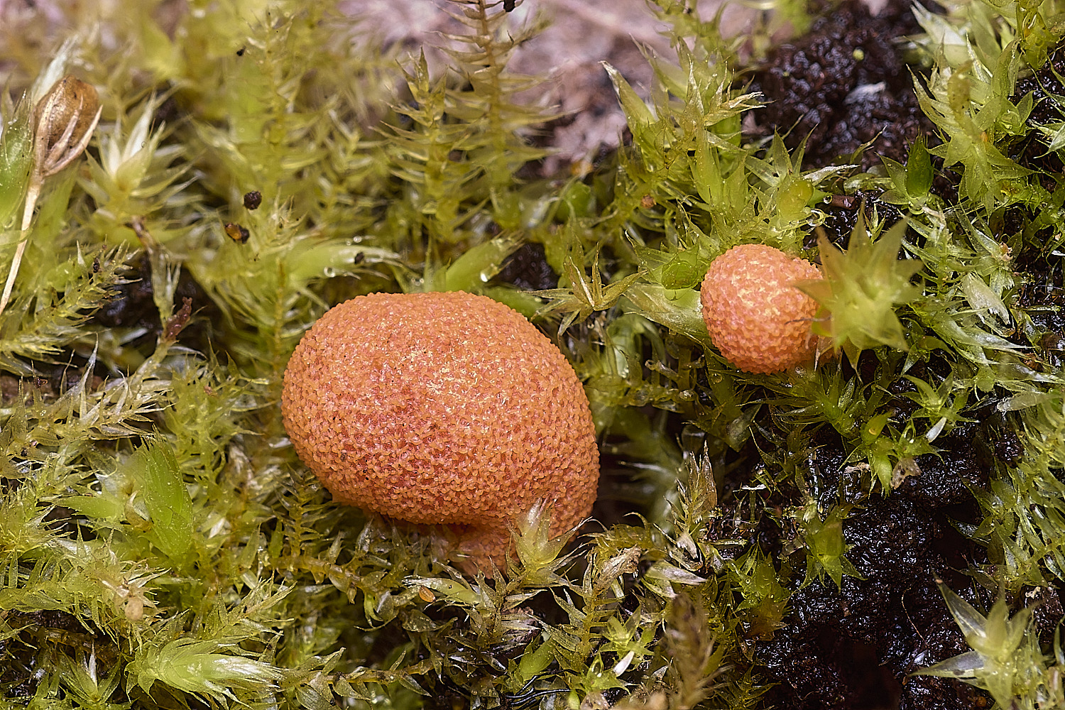 BlicklingLycogala040326-1