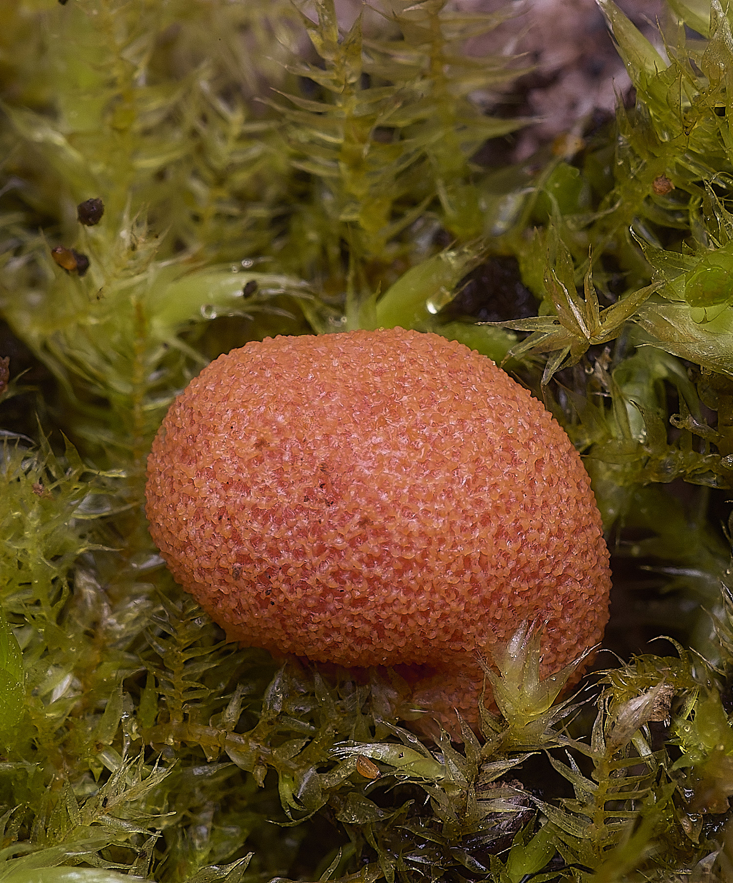 BlicklingLycogala040326-2