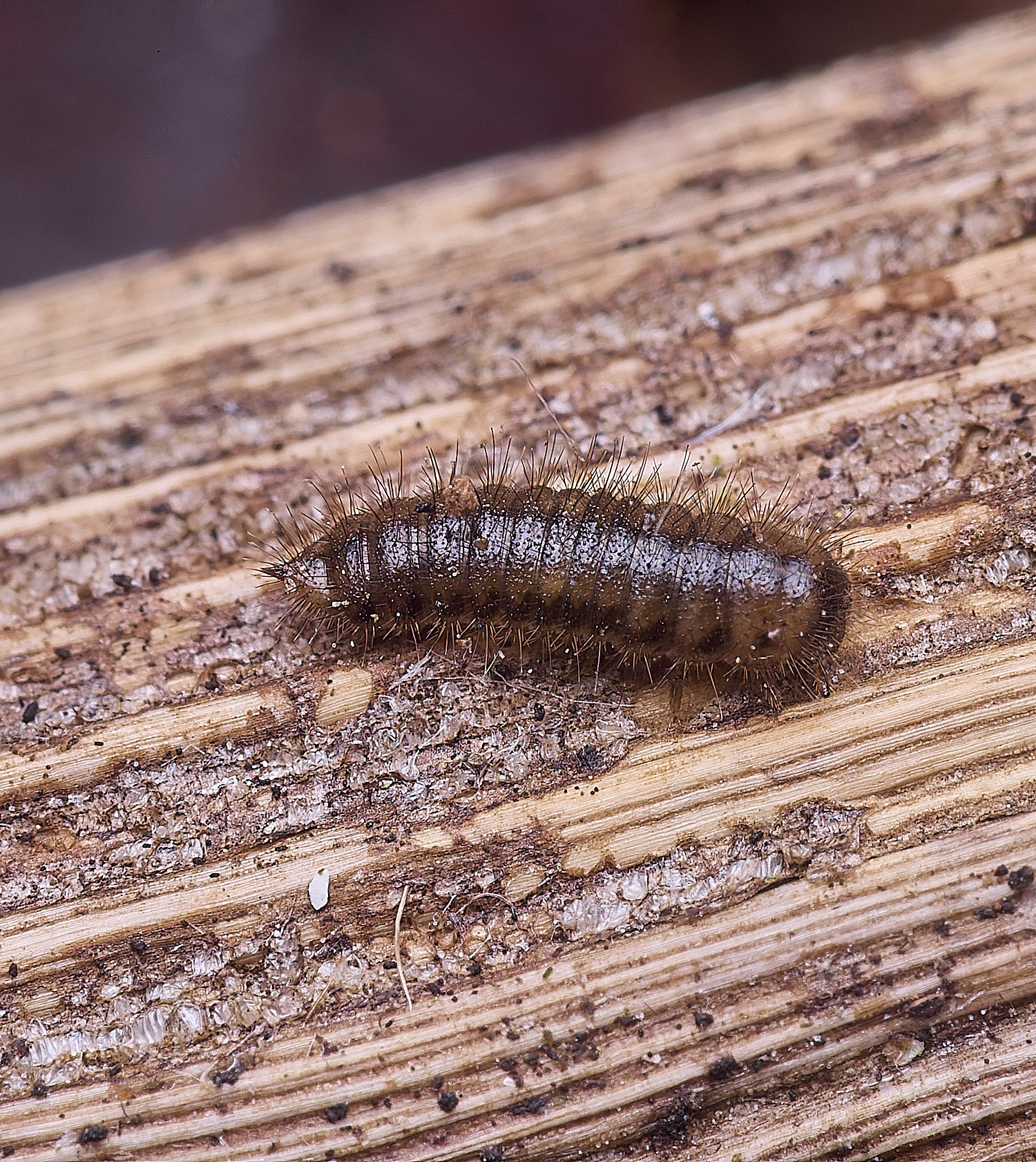 BlicklingMaggot040326-1