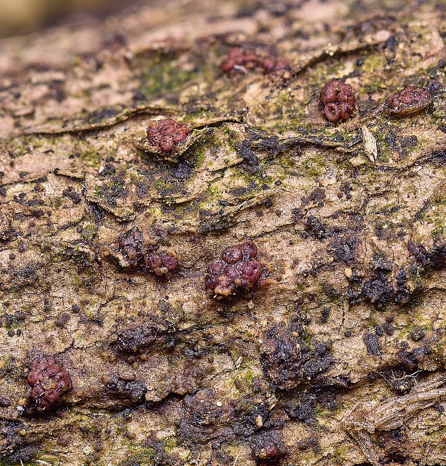 BlicklingNectriaIvy040326-1