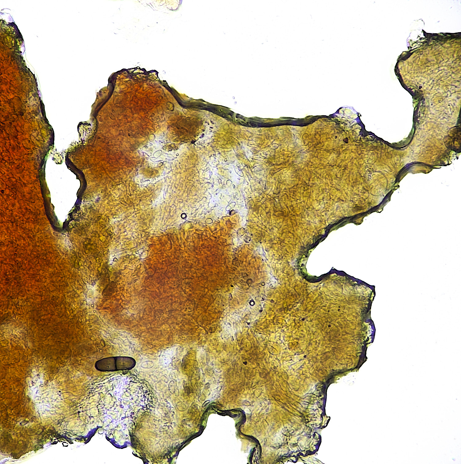 BlicklingNectriamammiformis040326-2