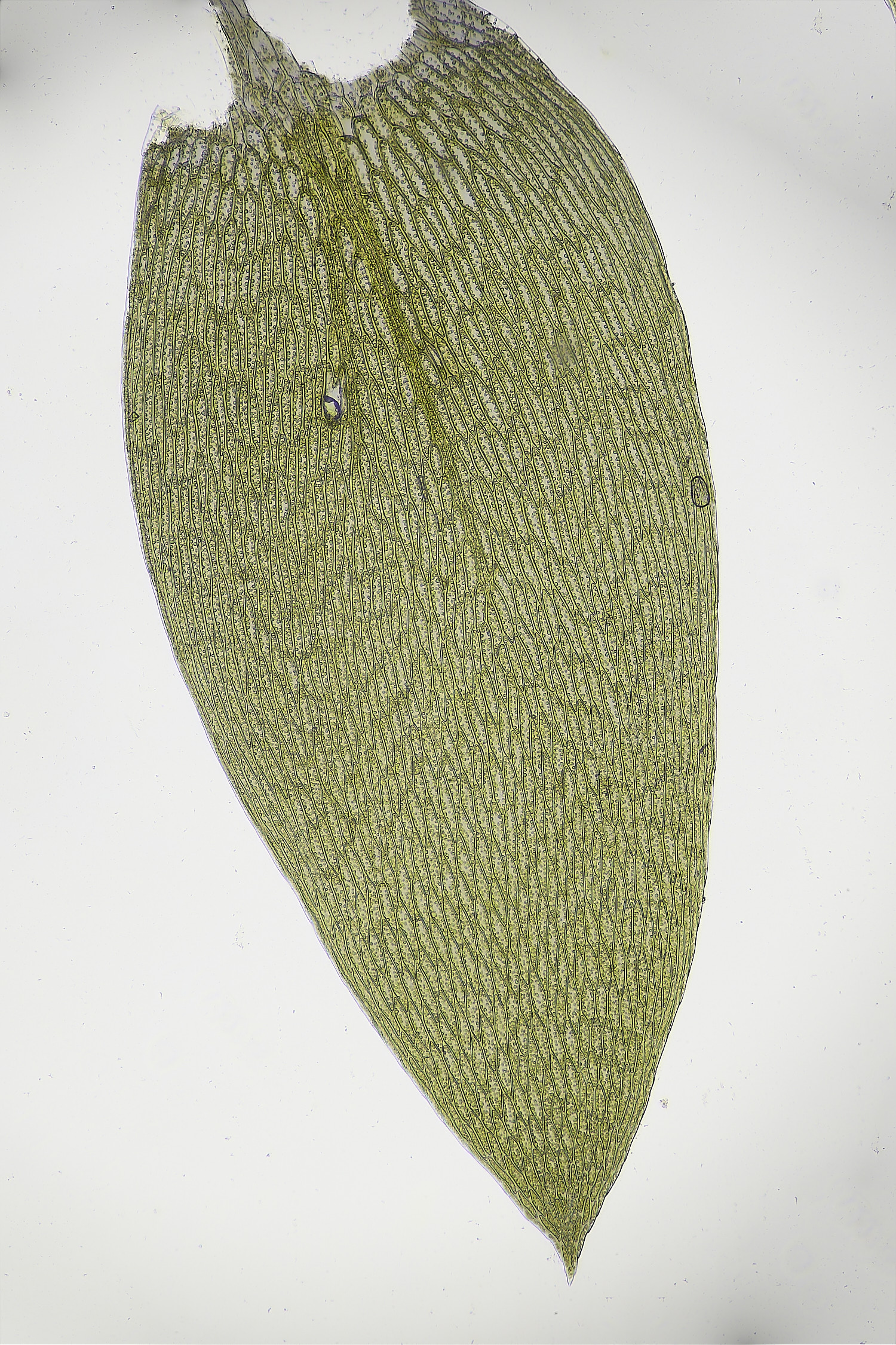 BlicklingPlagiothecium040326-2