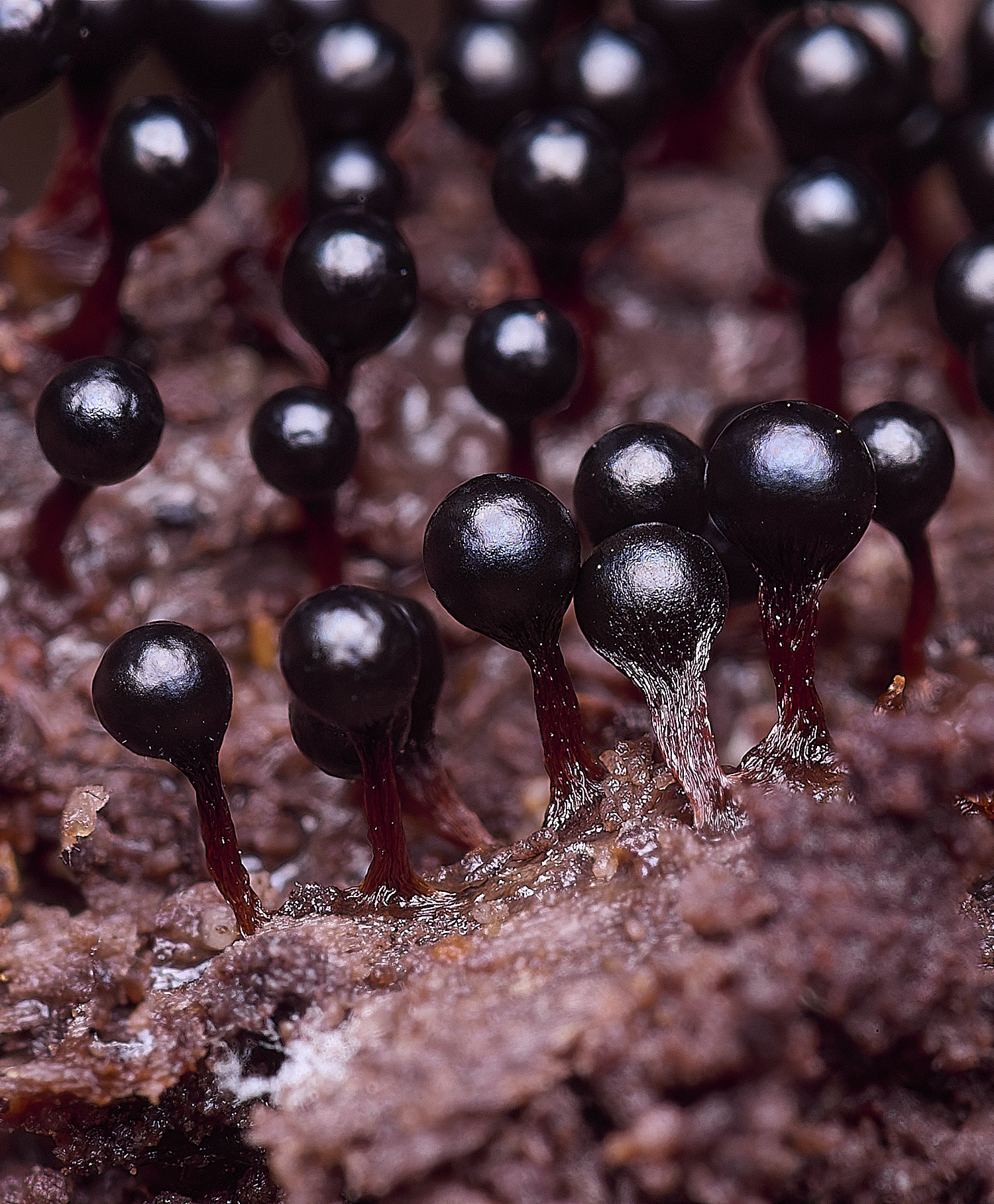 BlicklingSlimeMold1040326-2