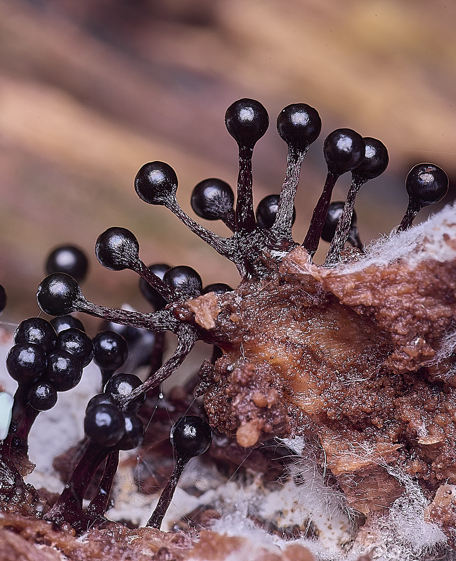 BlicklingSlimeMold1040326-4