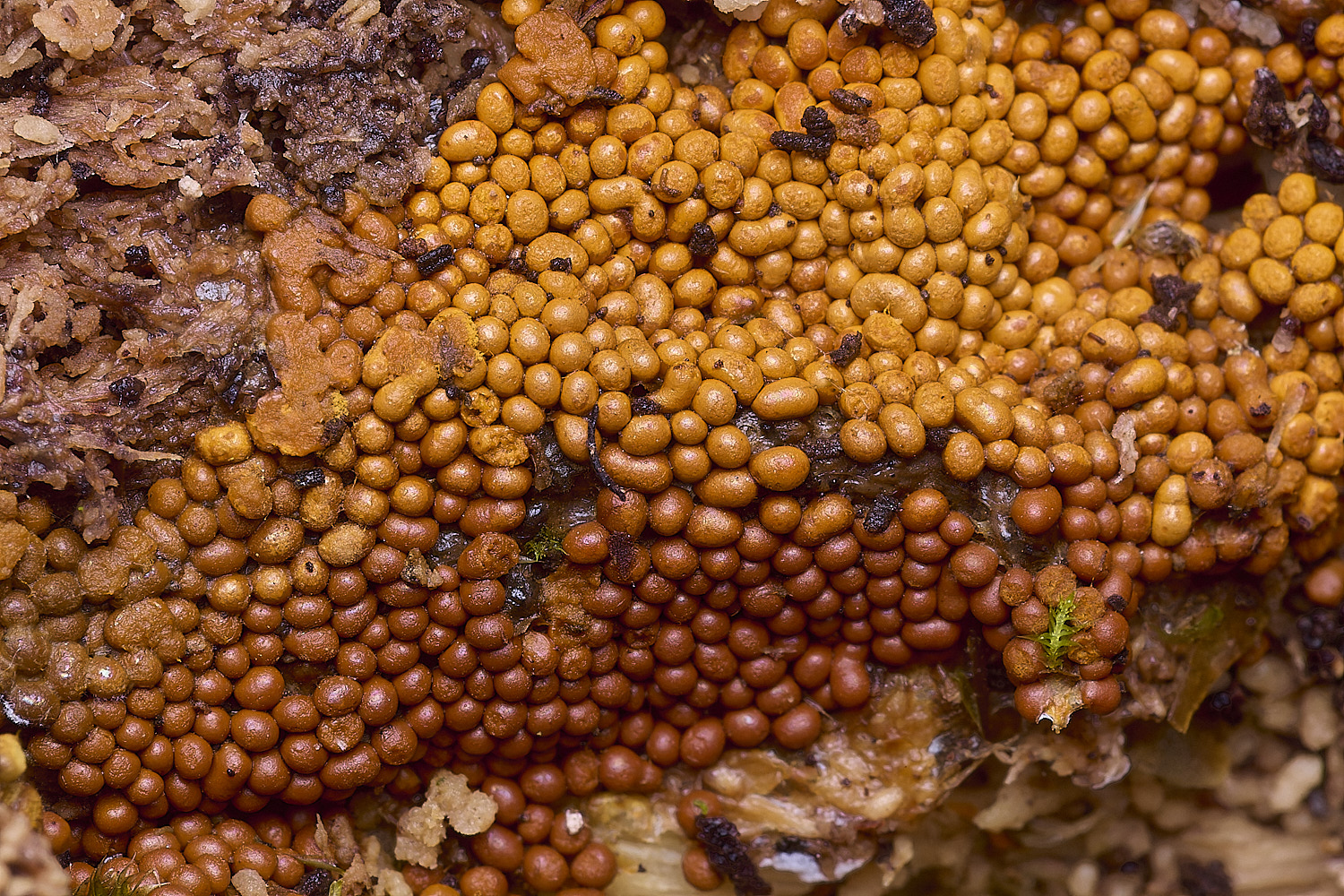 BlicklingSlimeMold4040326-1