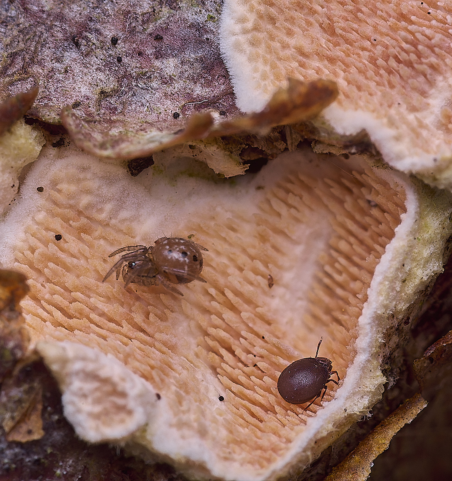 BlicklingSpider&Mite2040326-1