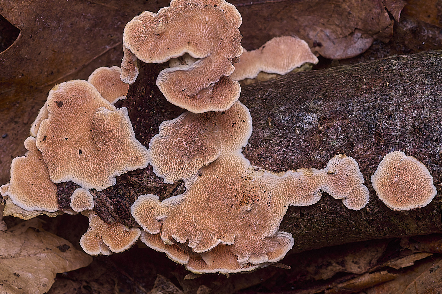 BlicklingStecherrinumochraceum040326-2