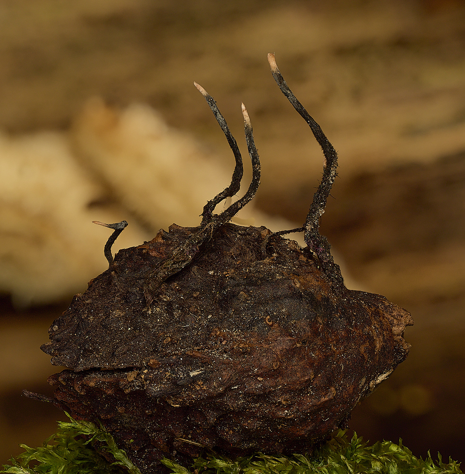 BlicklingXylariacarpophila040326-1