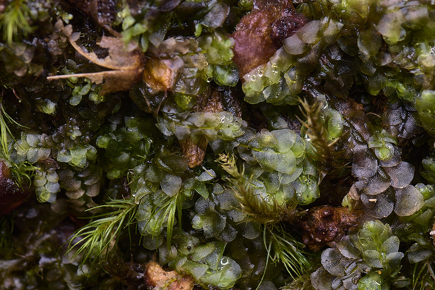 DersinghamBogClaypogeiamuelleriana010326-1