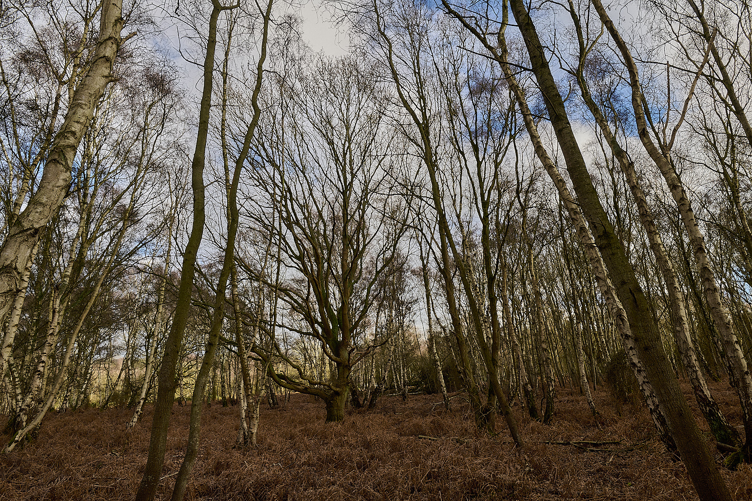 DersinghamFen010326-12