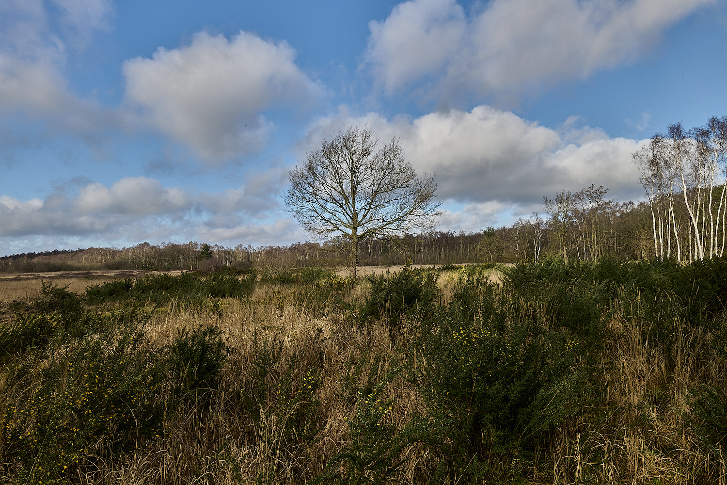 DersinghamFen010326-5