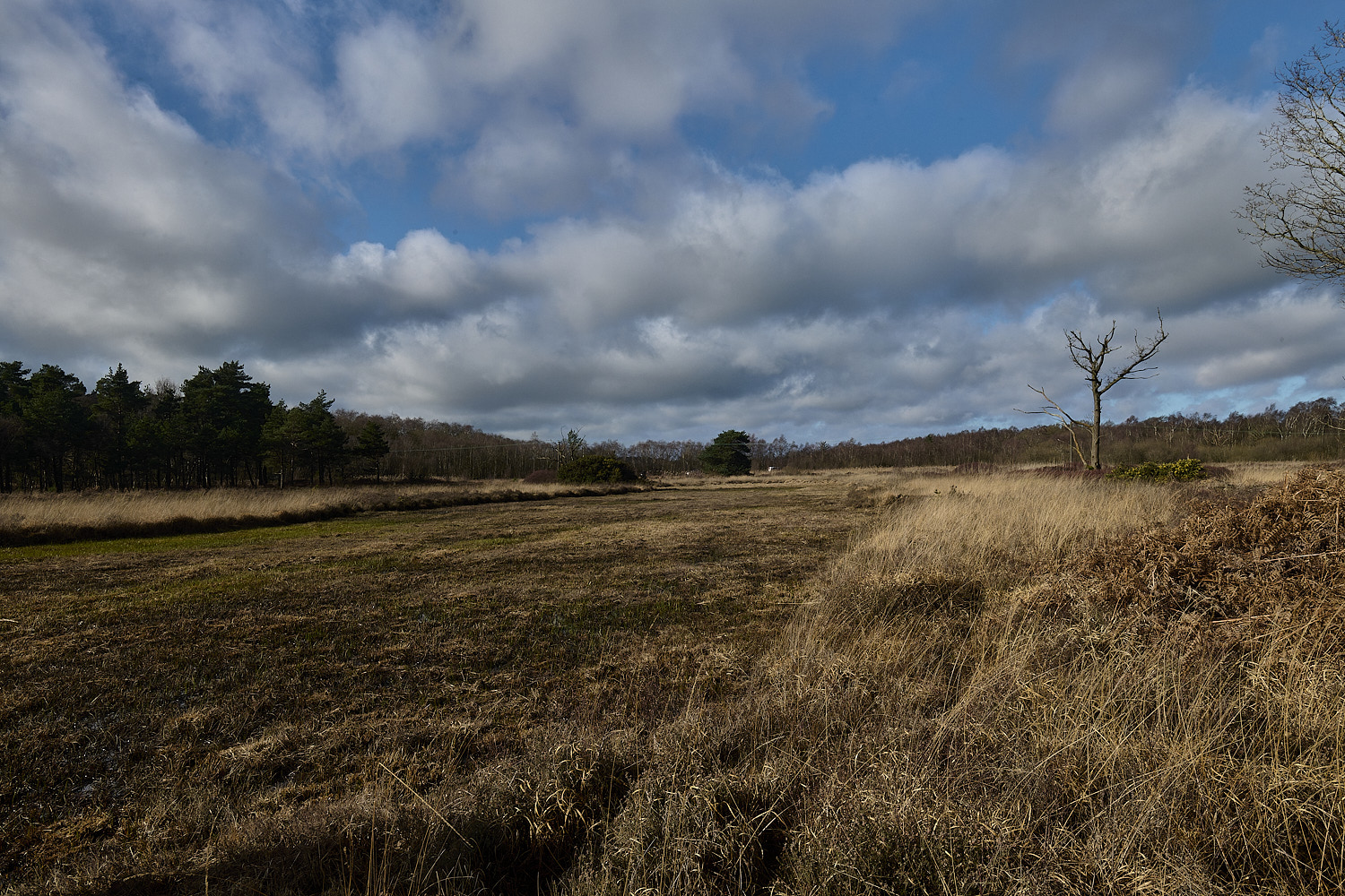 DersinghamFen010326-6