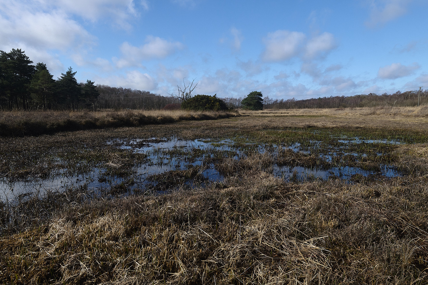 DersinghamFen010326-7