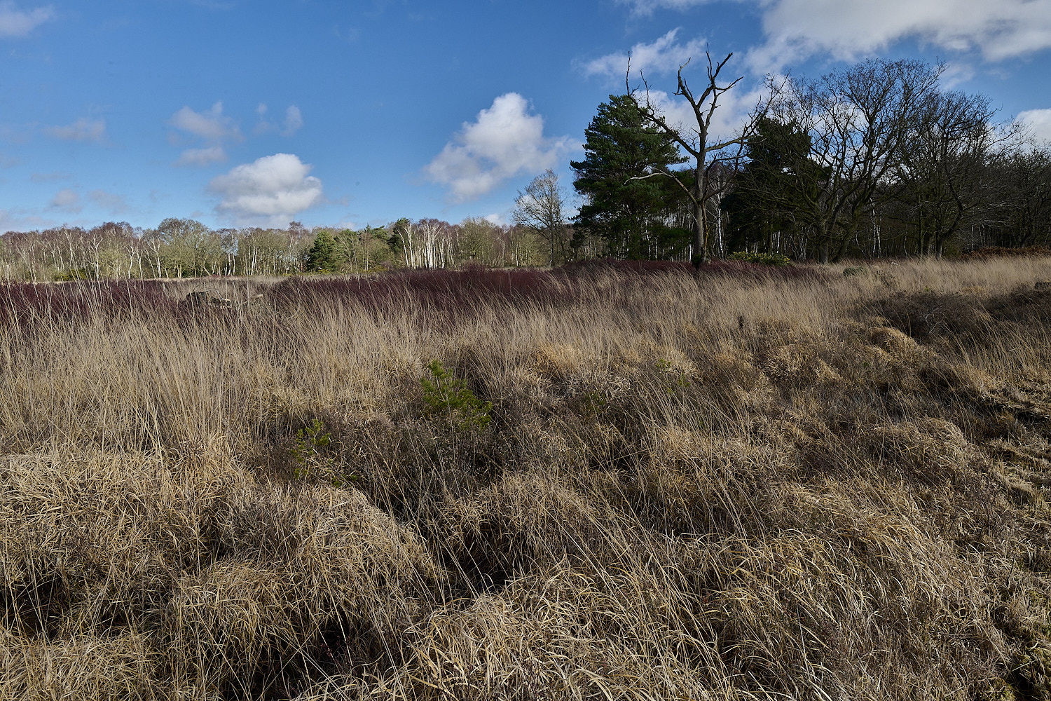 DersinghamFen010326-8