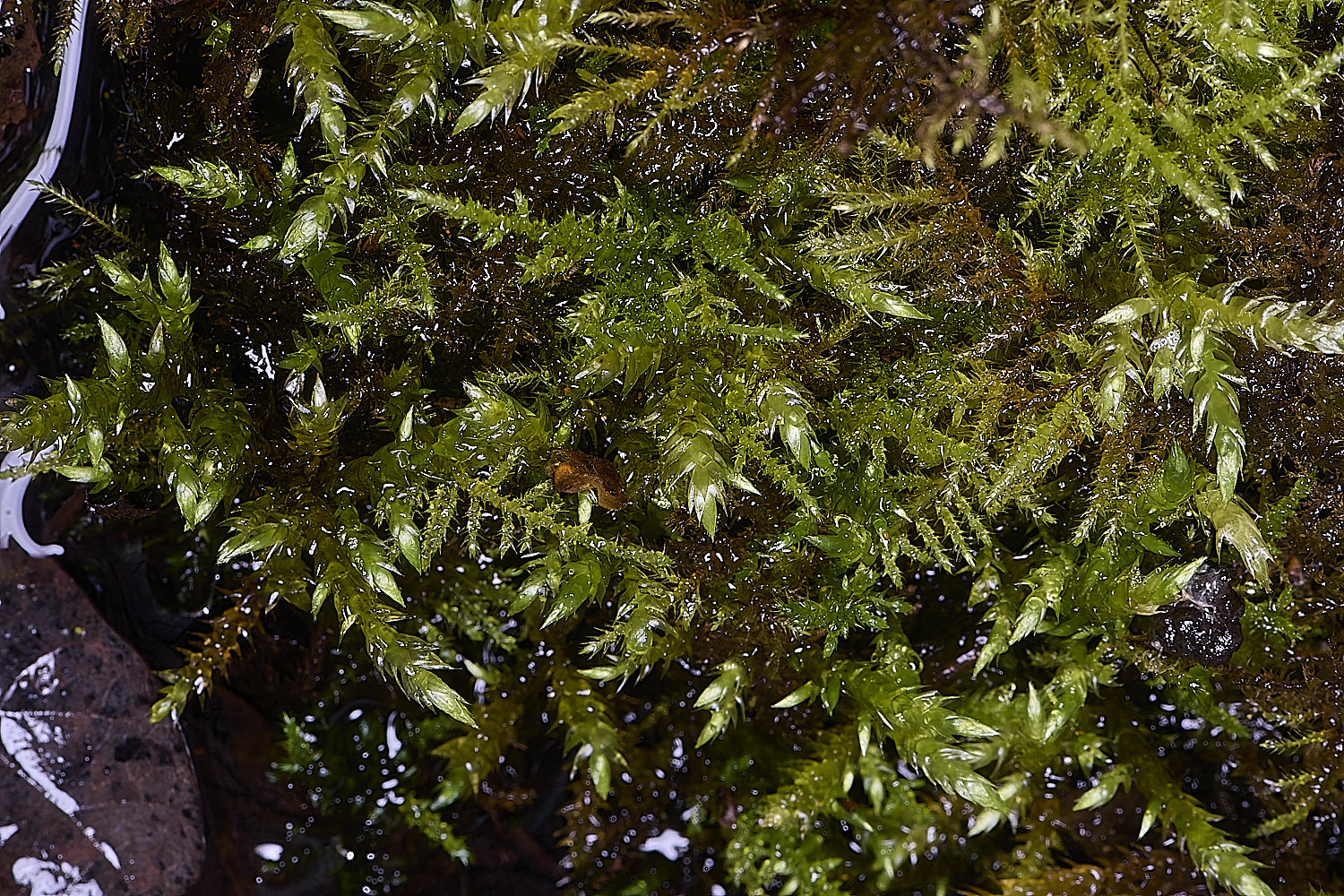 DersinghamFenBrachytheciumrivulare010326-2