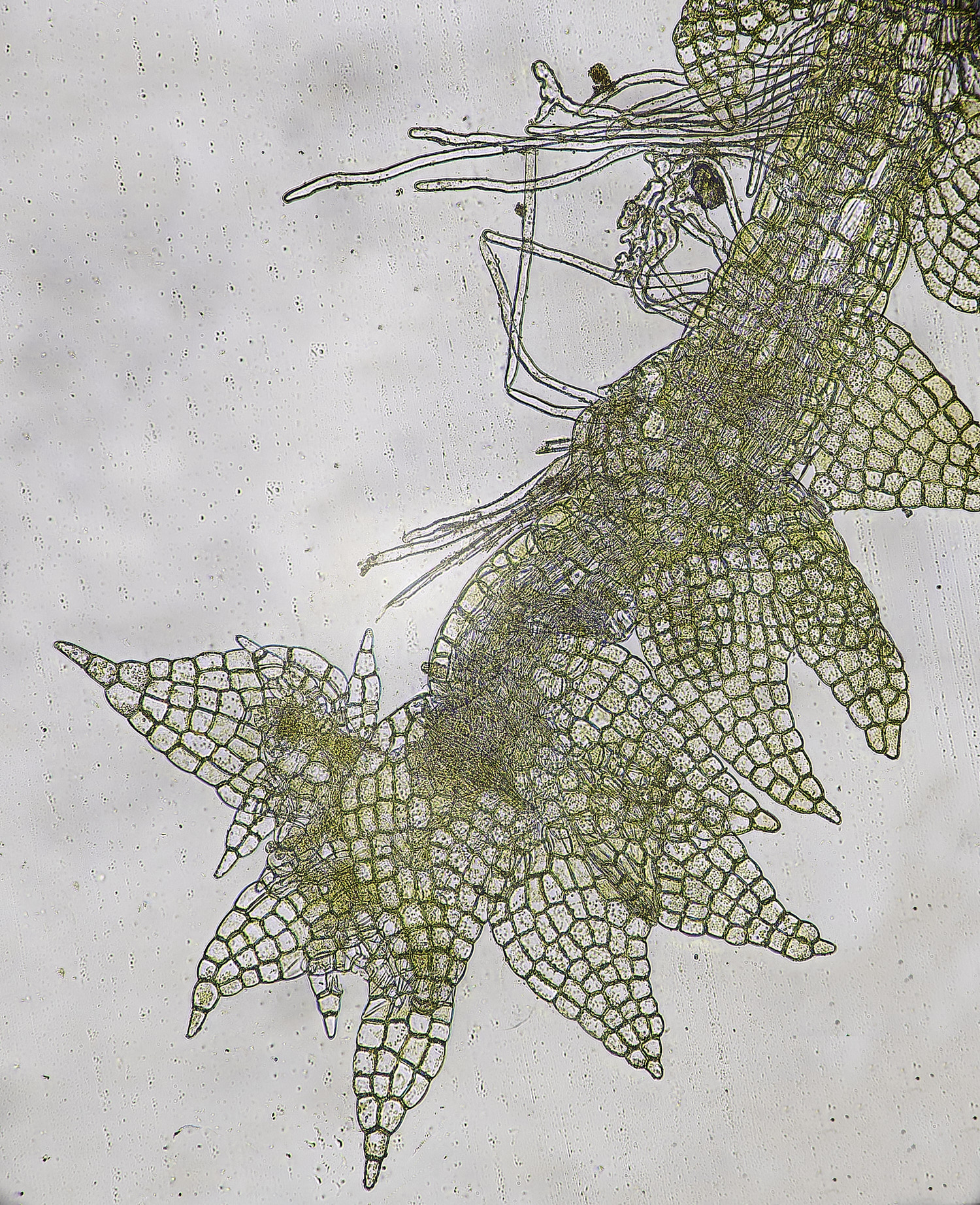 DersinghamFenCephaloziabicuspidata010326-1