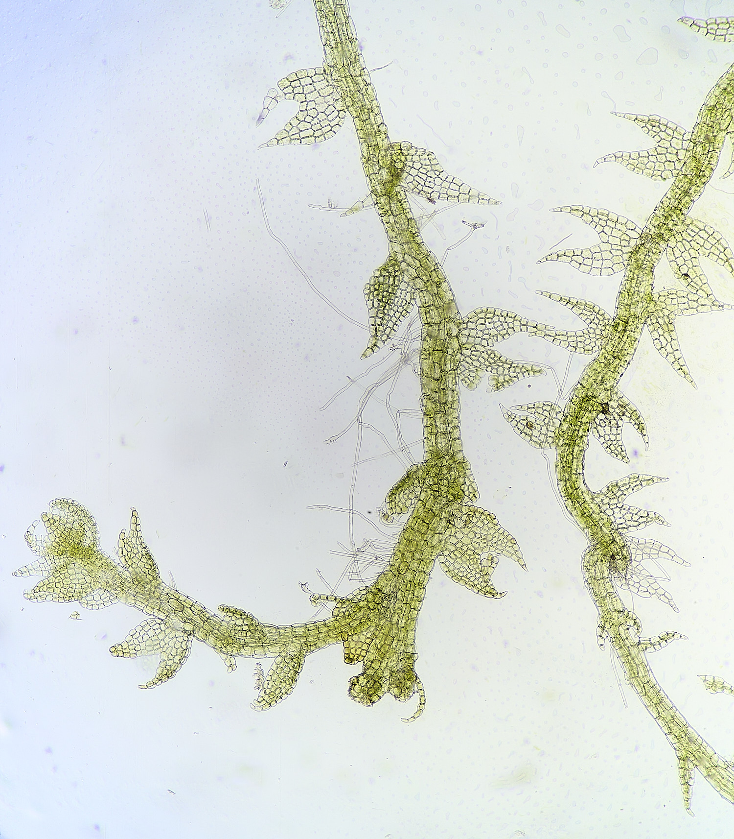 DersinghamFenCephaloziabicuspidata010326-2